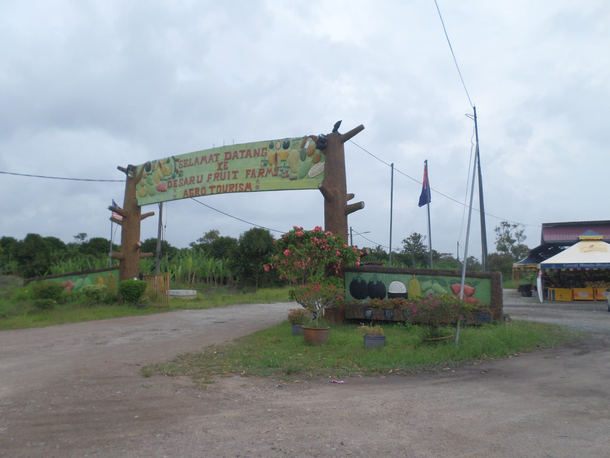 Rows of tropical fruit trees and greenery at Desaru Fruit Farm