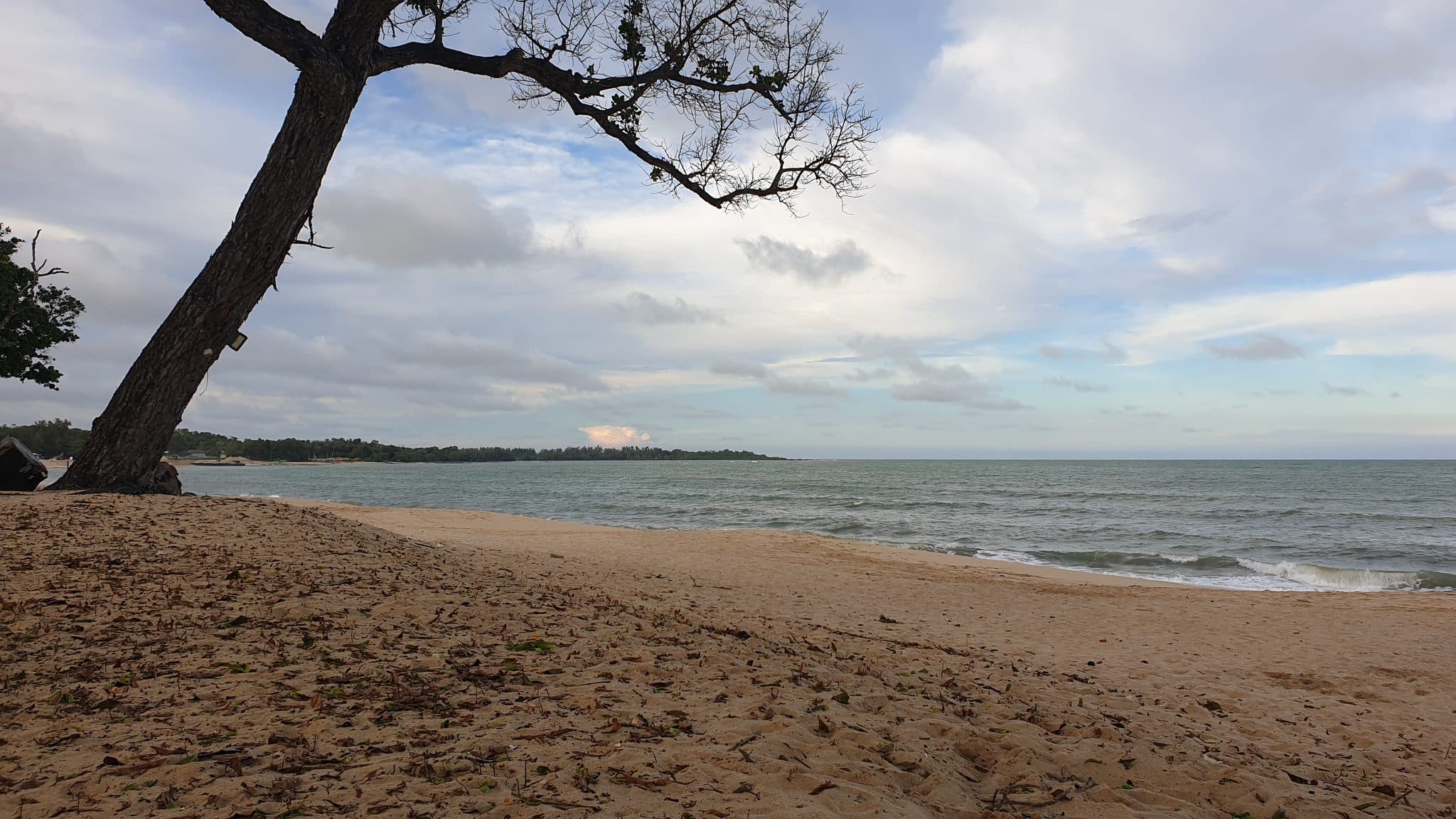 A lone tree against a wide sky on the Desaru coastline