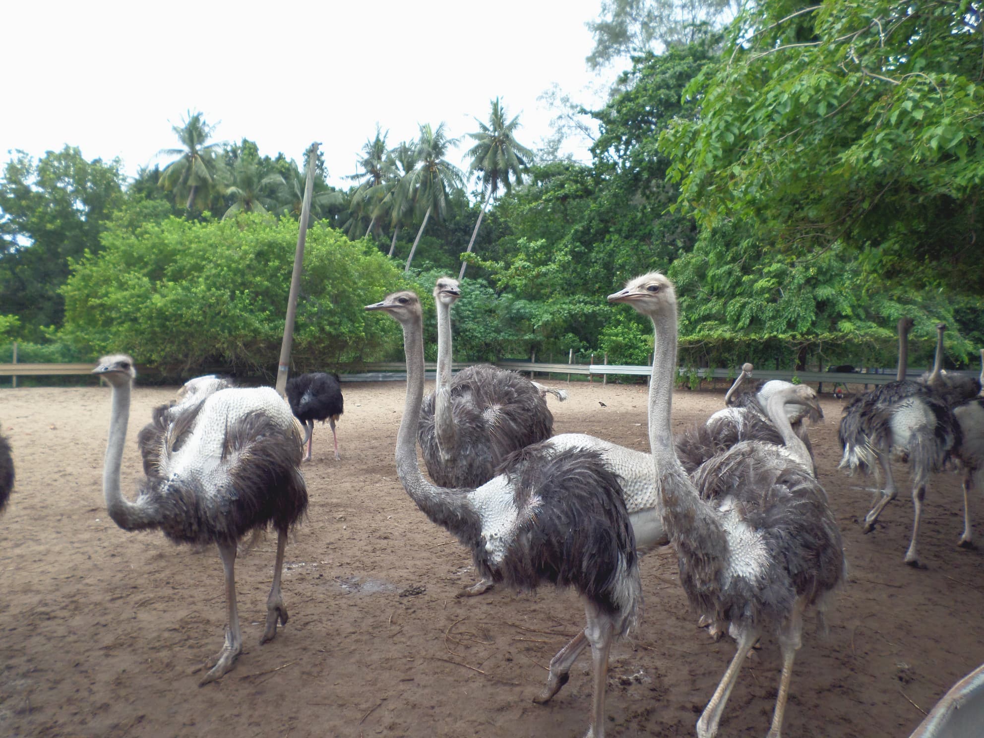 Ostriches at Desaru Ostrich Farm, the largest in Malaysia