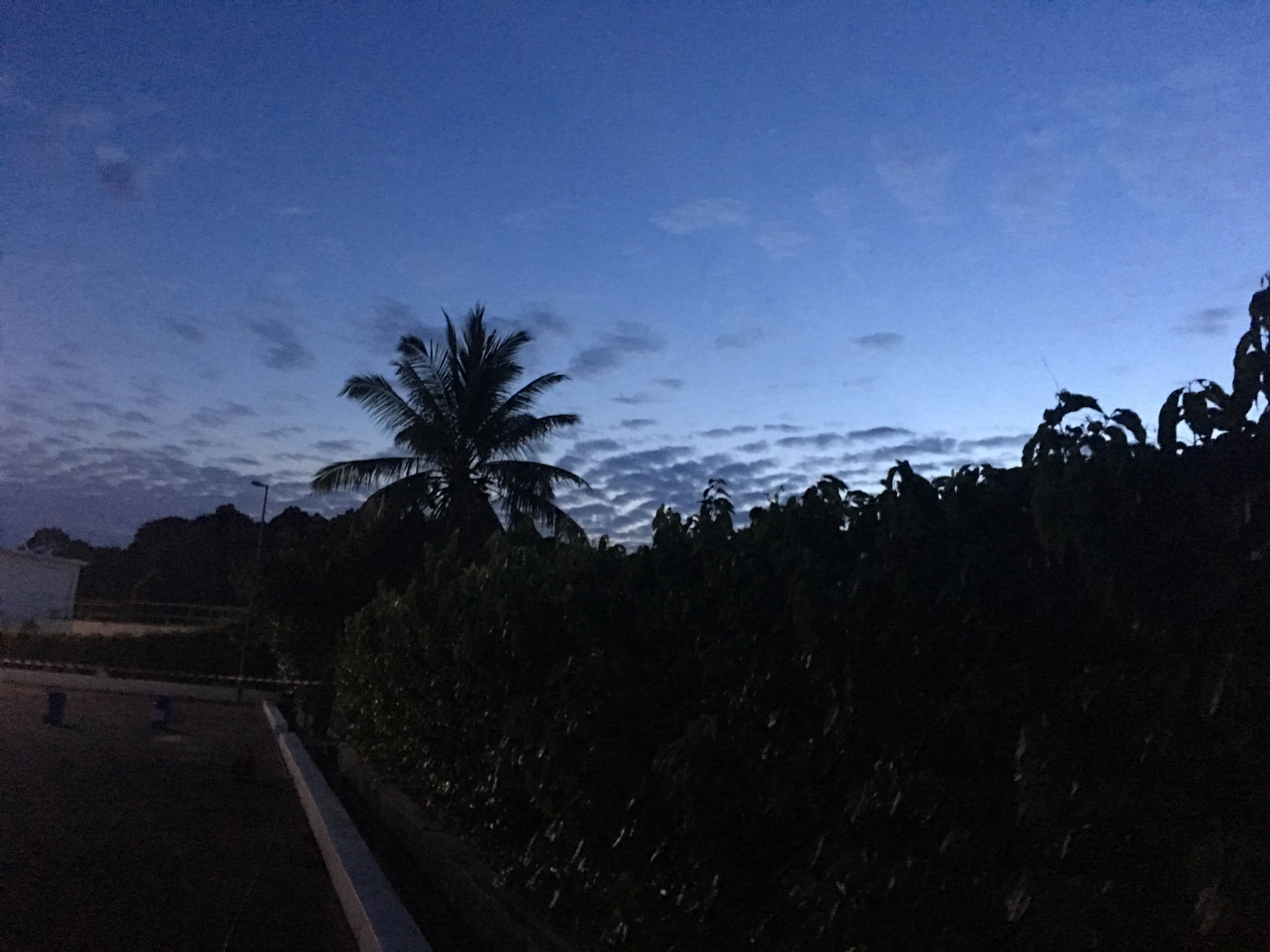 A palm tree leaning over the sand on the Desaru coastline